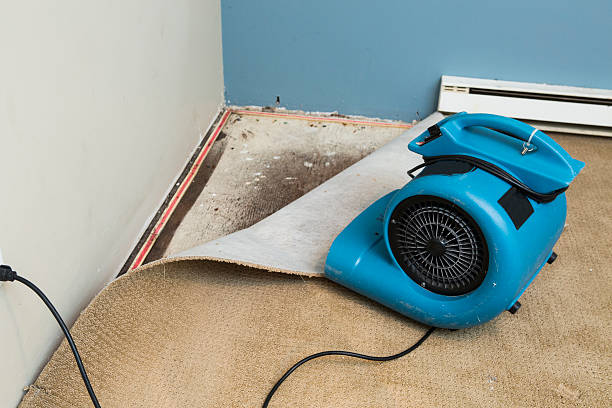 Best Professional water damage repair  in Waihee Waiehu, HI
